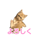 うちのマンチカン 実写 ねこ（個別スタンプ：7）