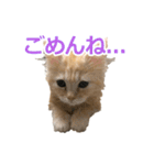 うちのマンチカン 実写 ねこ（個別スタンプ：8）