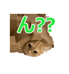 うちのマンチカン 実写 ねこ（個別スタンプ：9）