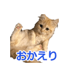 うちのマンチカン 実写 ねこ（個別スタンプ：10）