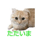 うちのマンチカン 実写 ねこ（個別スタンプ：11）