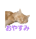 うちのマンチカン 実写 ねこ（個別スタンプ：12）