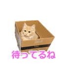 うちのマンチカン 実写 ねこ（個別スタンプ：14）