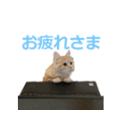 うちのマンチカン 実写 ねこ（個別スタンプ：15）