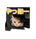 うちのマンチカン 実写 ねこ（個別スタンプ：18）