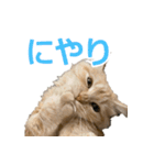 うちのマンチカン 実写 ねこ（個別スタンプ：20）