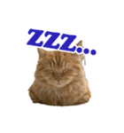 うちのマンチカン 実写 ねこ（個別スタンプ：21）