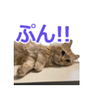 うちのマンチカン 実写 ねこ（個別スタンプ：23）