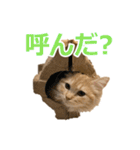うちのマンチカン 実写 ねこ（個別スタンプ：24）
