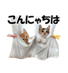 ゆかいなにゃんこ1★あいさつ＆日常会話★（個別スタンプ：2）