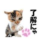 ゆかいなにゃんこ1★あいさつ＆日常会話★（個別スタンプ：3）