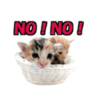 ゆかいなにゃんこ1★あいさつ＆日常会話★（個別スタンプ：5）