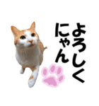 ゆかいなにゃんこ1★あいさつ＆日常会話★（個別スタンプ：6）