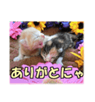 ゆかいなにゃんこ1★あいさつ＆日常会話★（個別スタンプ：7）