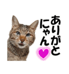 ゆかいなにゃんこ1★あいさつ＆日常会話★（個別スタンプ：8）