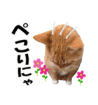 ゆかいなにゃんこ1★あいさつ＆日常会話★（個別スタンプ：9）