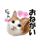 ゆかいなにゃんこ1★あいさつ＆日常会話★（個別スタンプ：10）
