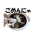 ゆかいなにゃんこ1★あいさつ＆日常会話★（個別スタンプ：11）
