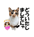 ゆかいなにゃんこ1★あいさつ＆日常会話★（個別スタンプ：12）