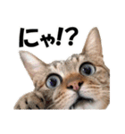 ゆかいなにゃんこ1★あいさつ＆日常会話★（個別スタンプ：13）