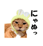 ゆかいなにゃんこ1★あいさつ＆日常会話★（個別スタンプ：19）