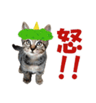 ゆかいなにゃんこ1★あいさつ＆日常会話★（個別スタンプ：20）