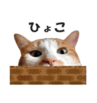 ゆかいなにゃんこ1★あいさつ＆日常会話★（個別スタンプ：21）