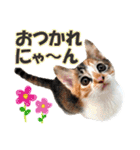 ゆかいなにゃんこ1★あいさつ＆日常会話★（個別スタンプ：22）
