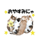 ゆかいなにゃんこ1★あいさつ＆日常会話★（個別スタンプ：23）