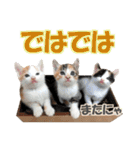 ゆかいなにゃんこ1★あいさつ＆日常会話★（個別スタンプ：24）