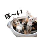 ゆかいなにゃんこ2★家族でつかえることば（個別スタンプ：2）