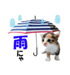 ゆかいなにゃんこ2★家族でつかえることば（個別スタンプ：6）