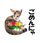 ゆかいなにゃんこ2★家族でつかえることば（個別スタンプ：15）