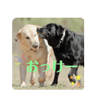 白井家とゆかいな仲間たち（個別スタンプ：9）