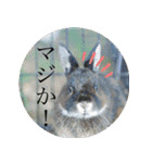 白井家とゆかいな仲間たち（個別スタンプ：12）