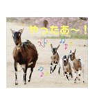 白井家とゆかいな仲間たち（個別スタンプ：16）