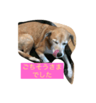 うちのワンコ日本語（個別スタンプ：2）
