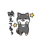 柴犬さんと黒柴さんスタンプ【夏！】（個別スタンプ：40）