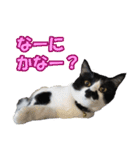 木更津猫チョビすけ_02（個別スタンプ：1）