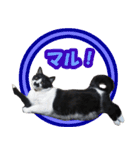 木更津猫チョビすけ_02（個別スタンプ：2）