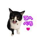 木更津猫チョビすけ_02（個別スタンプ：3）