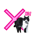 木更津猫チョビすけ_02（個別スタンプ：4）