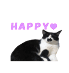 木更津猫チョビすけ_02（個別スタンプ：5）