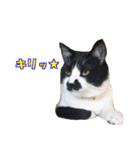 木更津猫チョビすけ_02（個別スタンプ：6）