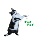 木更津猫チョビすけ_02（個別スタンプ：8）