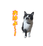 木更津猫チョビすけ_02（個別スタンプ：9）