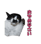 木更津猫チョビすけ_02（個別スタンプ：10）