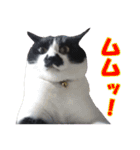 木更津猫チョビすけ_02（個別スタンプ：11）
