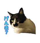 木更津猫チョビすけ_02（個別スタンプ：12）