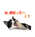 木更津猫チョビすけ_02（個別スタンプ：13）